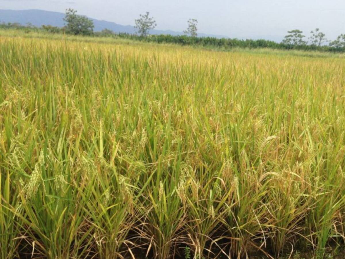 Arroceros alertan sobre posible sobreoferta en el año 2021