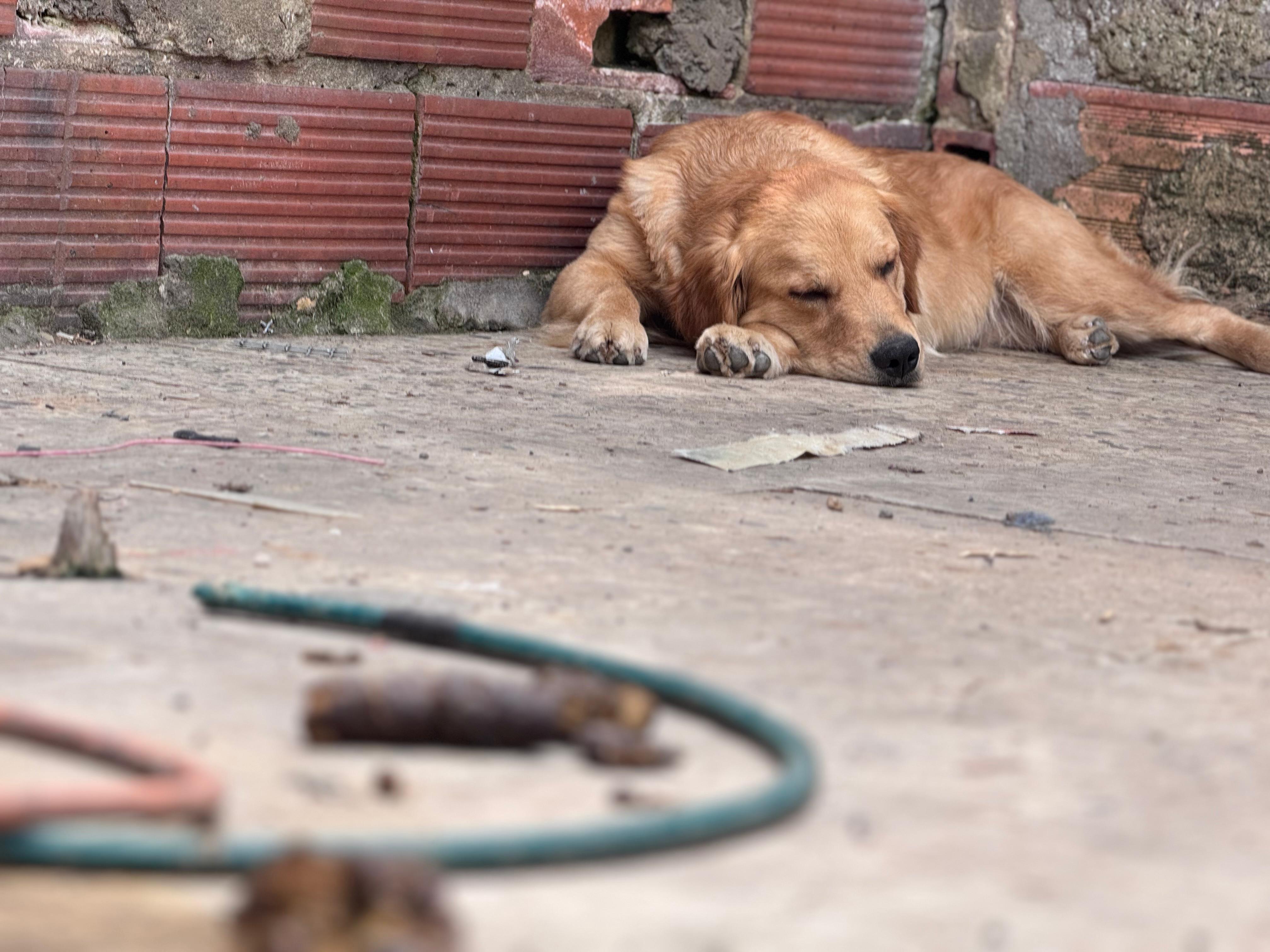 Cortesía: Instituto Distrital de Protección y Bienestar Animal