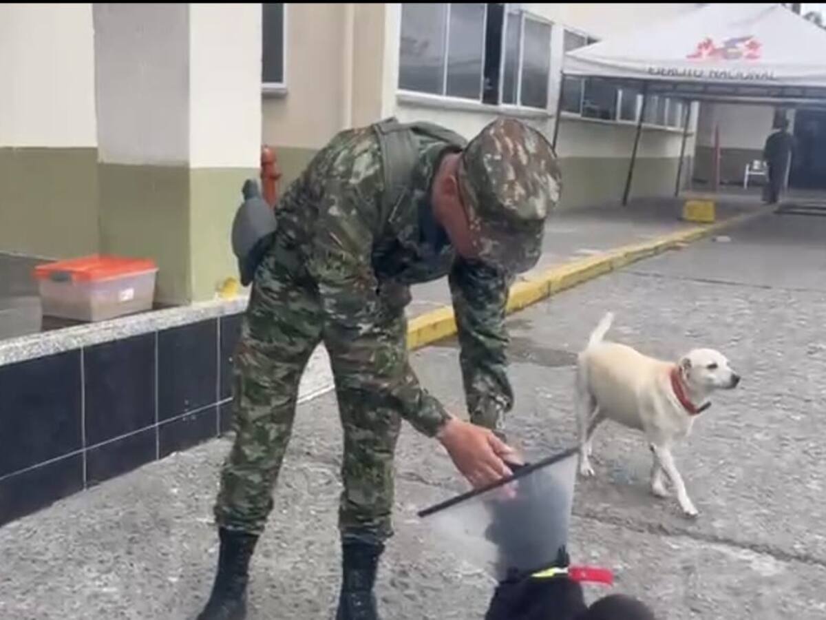 El Ejército en el Quindío impulsa una iniciativa en pro de los perros callejeros