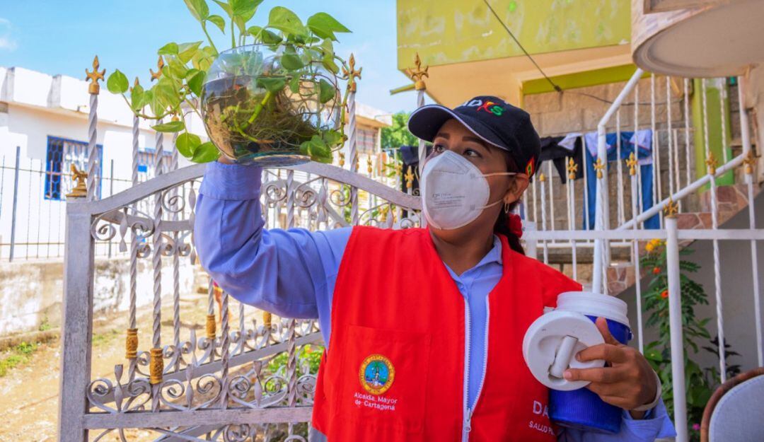 Así avanza el control y mitigación de la enfermedad en Cartagena