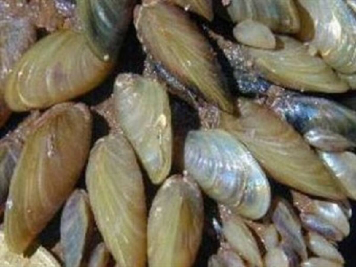 'Invasión' de mejillones causa problemas ambientales y económicos
