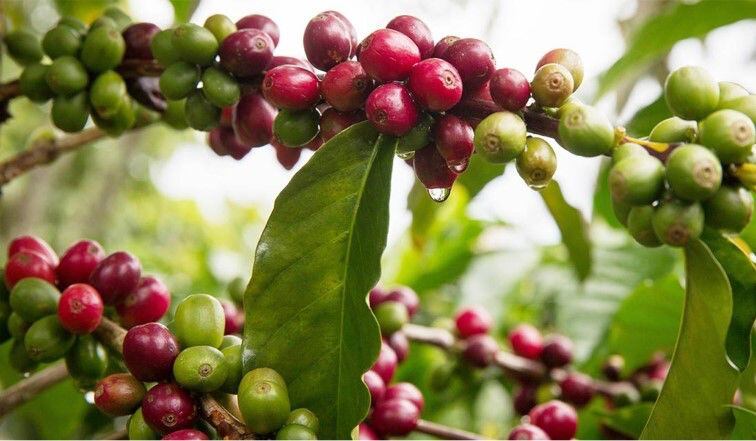 Cultivos de café colombiano - Imagen de archivo - FNC