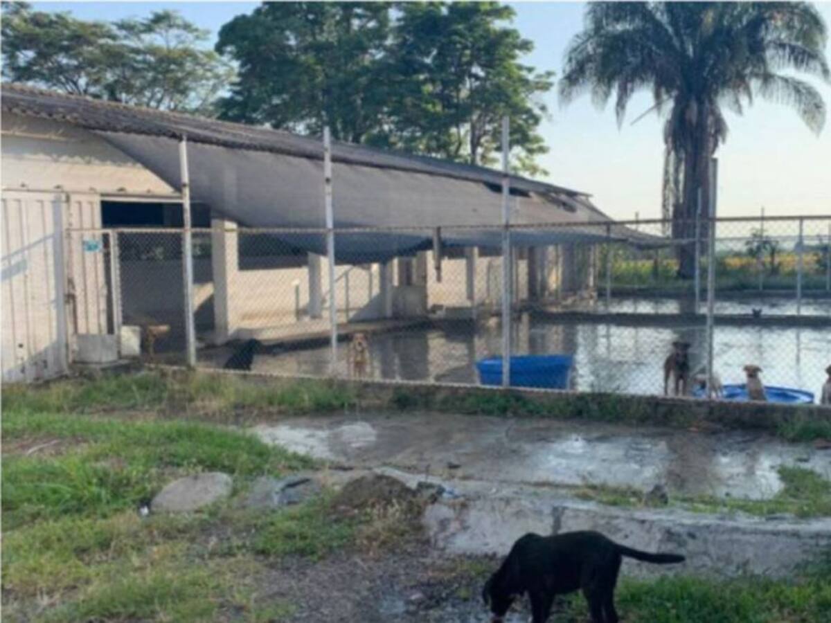Una mujer murió por el ataque de tres perros en Piedras, Tolima