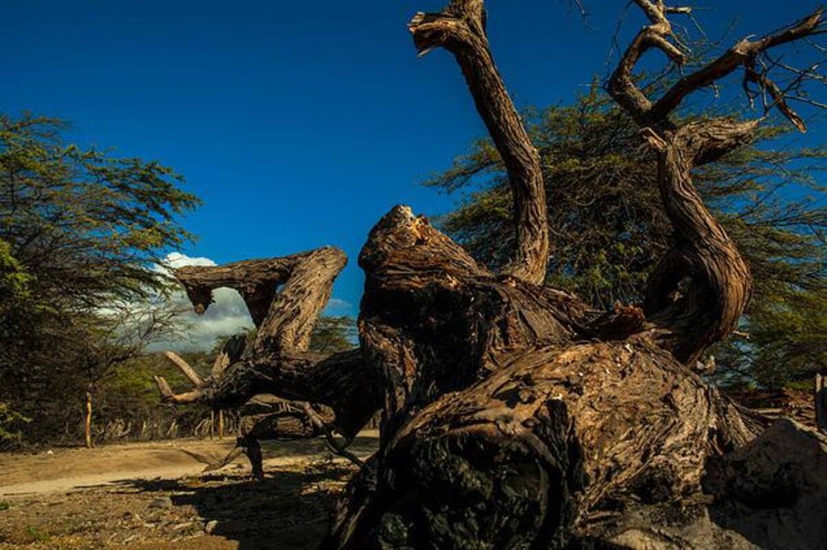 Como la única agencia de viajes con triple certificación Icontec, además de pertenecer a la ANATO, Guajira Tours ofrece las mejores experiencias del norte del país.