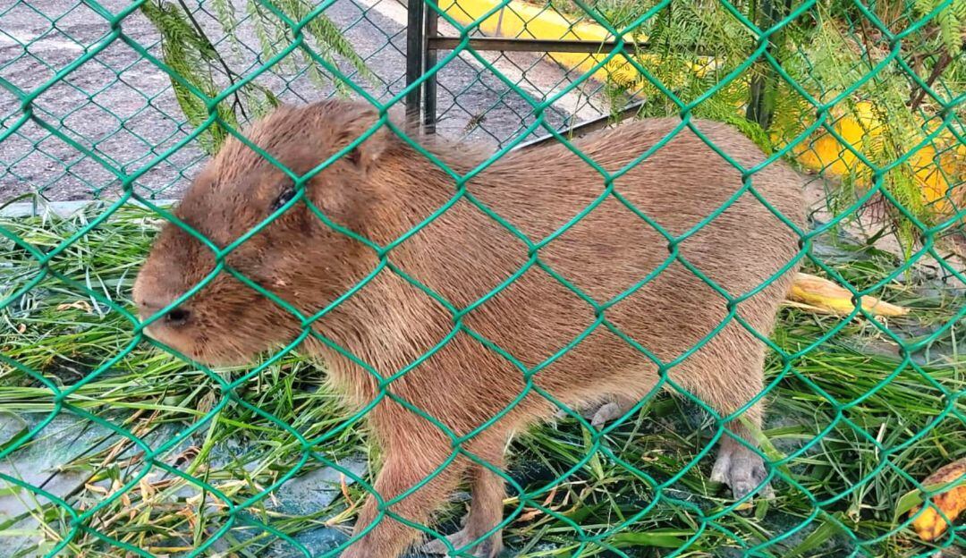 El Establecimiento Público Ambiental, EPA Cartagena, atendió oportunamente el llamado de la comunidad de la urbanización La Carolina
