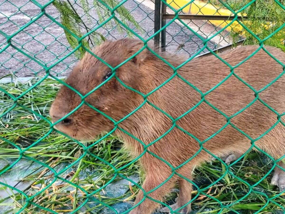 Rescataron Chigüiro atrapado en red de alcantarillado en Cartagena