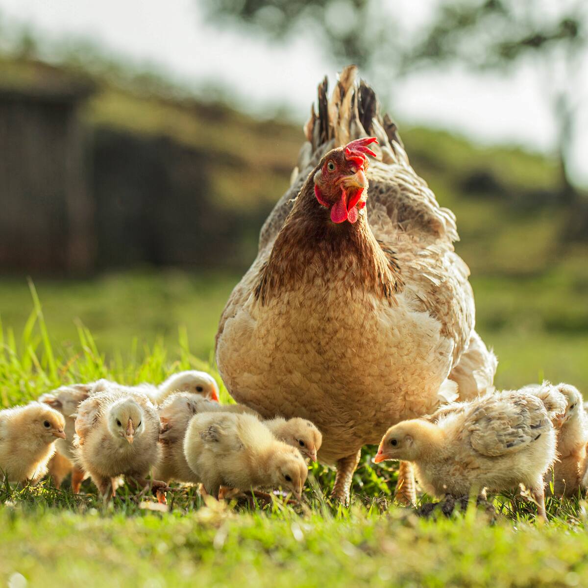 Fenavi sobre paro camionero: “tenemos 17 millones de aves sin alimento hace tres días”