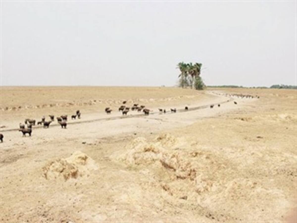 Ideam declara alerta roja en siete departamentos por sequía