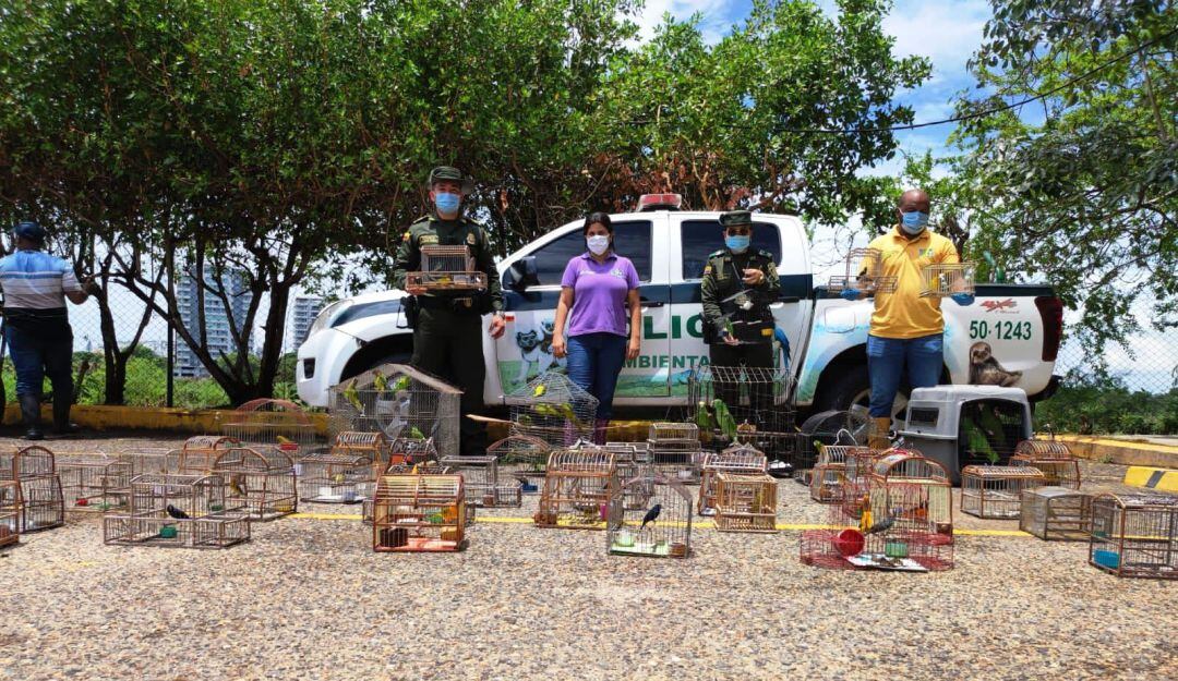 Con jaulas trampas empotradas en un árbol, hombre cazaba canarios y otras especies de aves silvestres