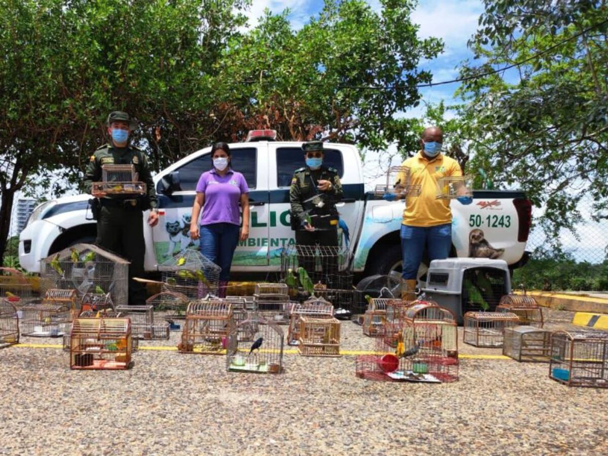 Rescatadas 45 aves silvestres que se encontraban en cautiverio en Cartagena