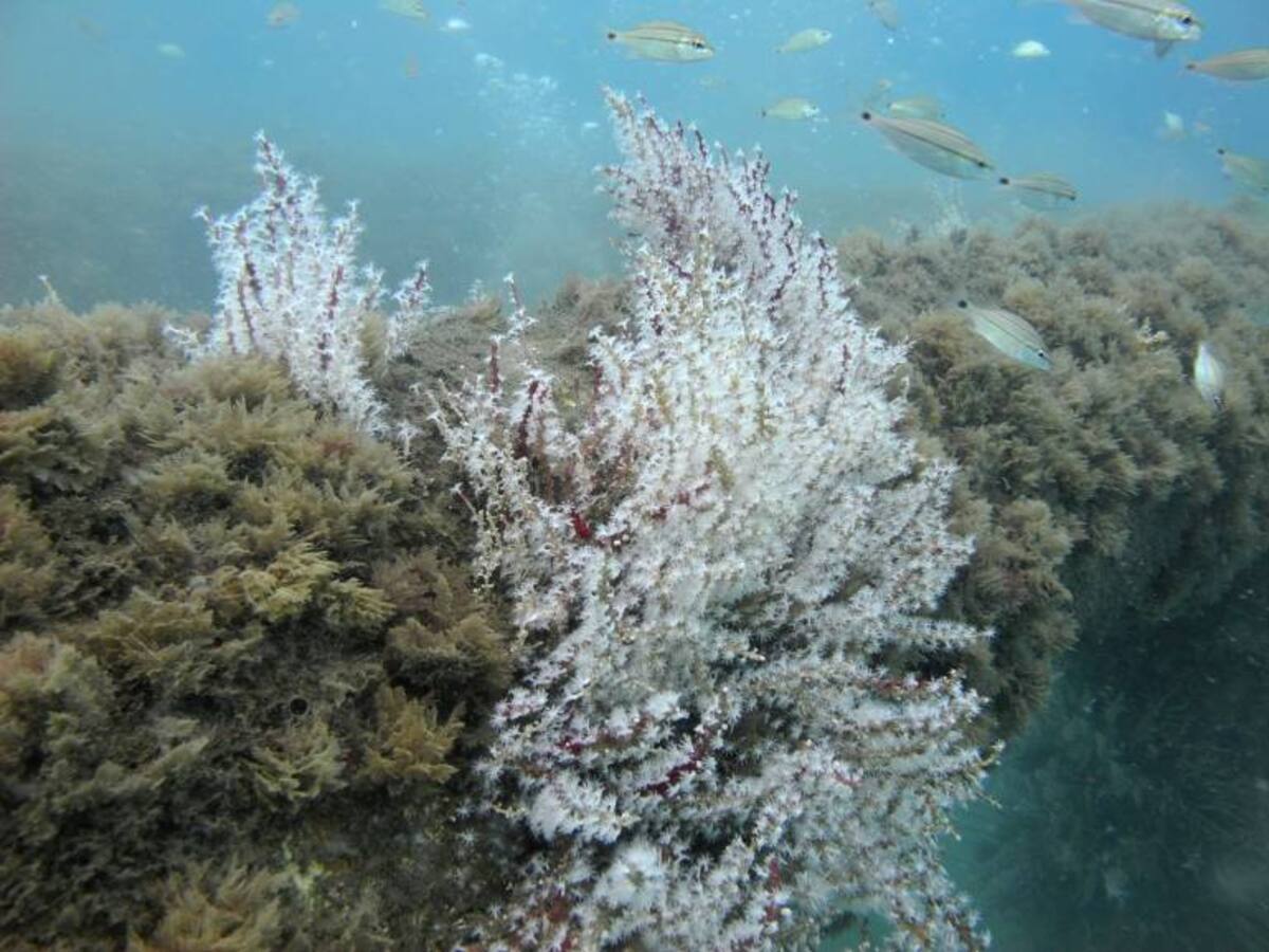 En Santa Marta avanza con éxito la regeneración de ecosistemas marinos