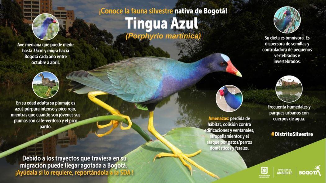 Tingua azul cortesía: Secretaría de Ambiente