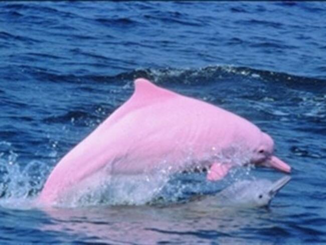 Delfines rosados en alarmante peligro de extinción