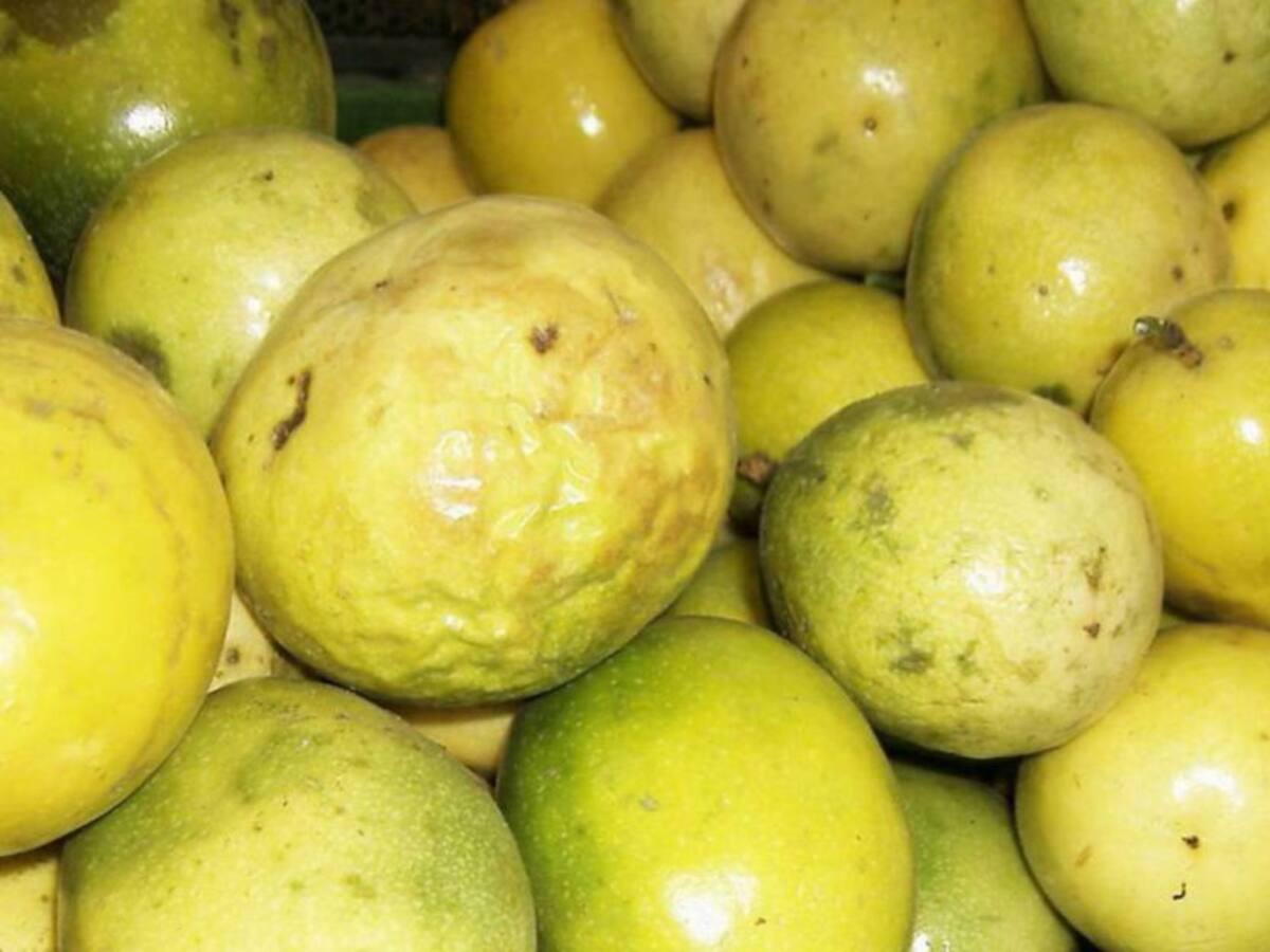 Inicia el proceso de comercialización de pulpa de maracuyá