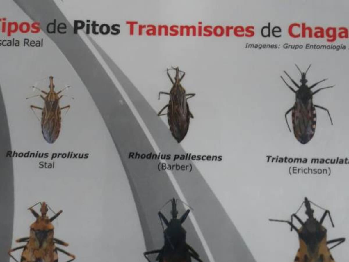 Niegan propagación de la enfermedad de Chaga