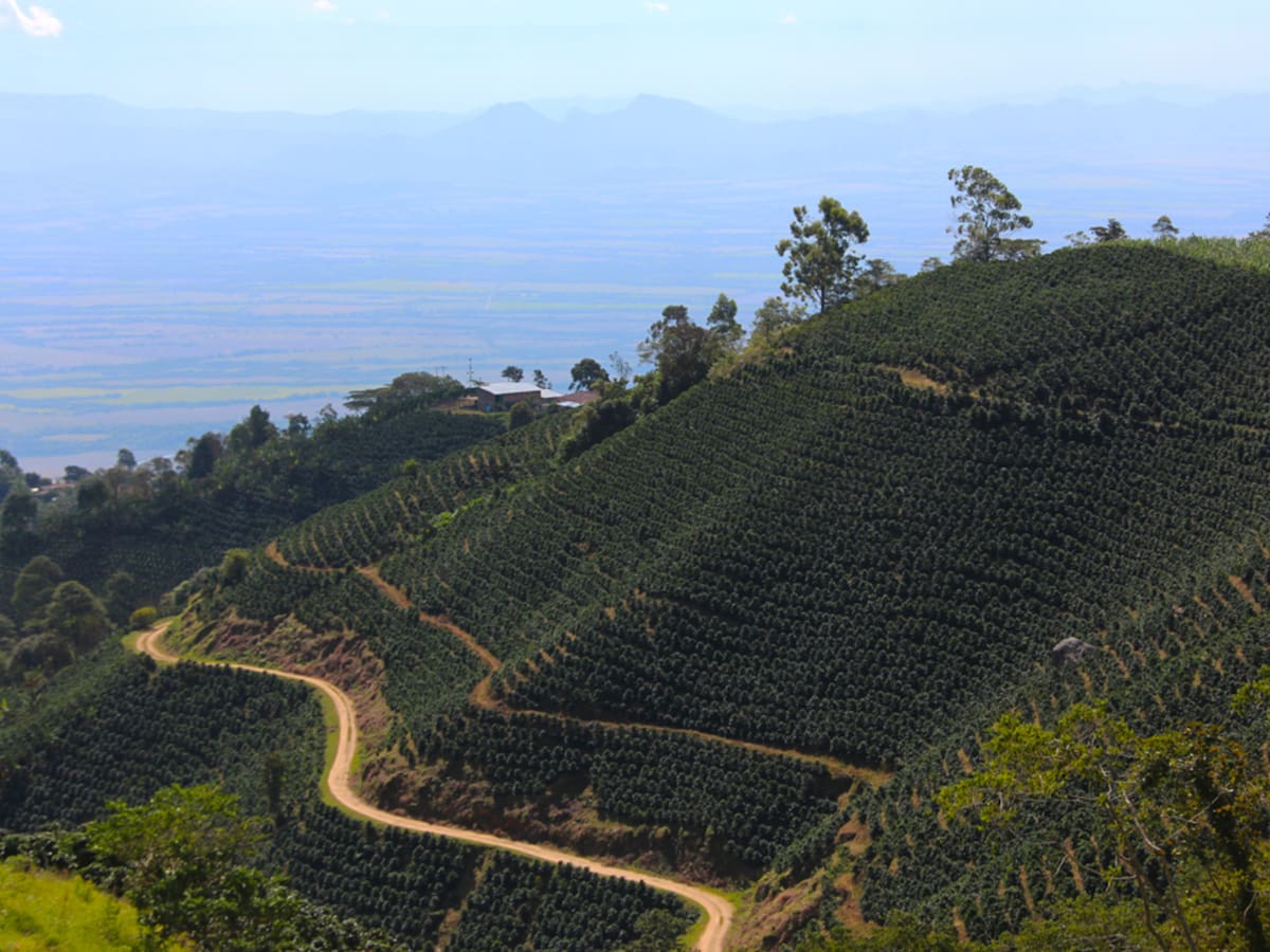 Con esta estrategia el Tolima busca ser el segundo departamento productor de café