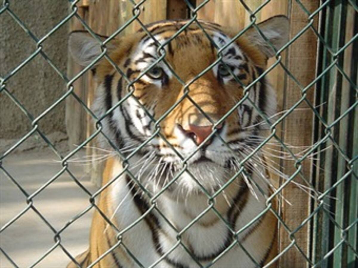 Maltrato animal en Filipinas mueve la redes sociales