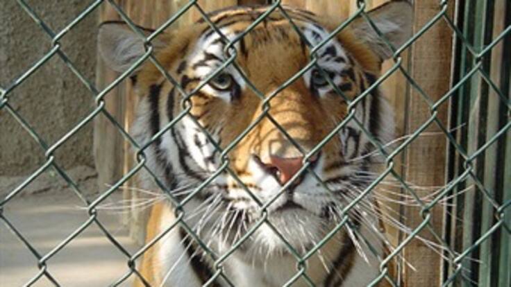 Maltrato animal en Filipinas mueve la redes sociales