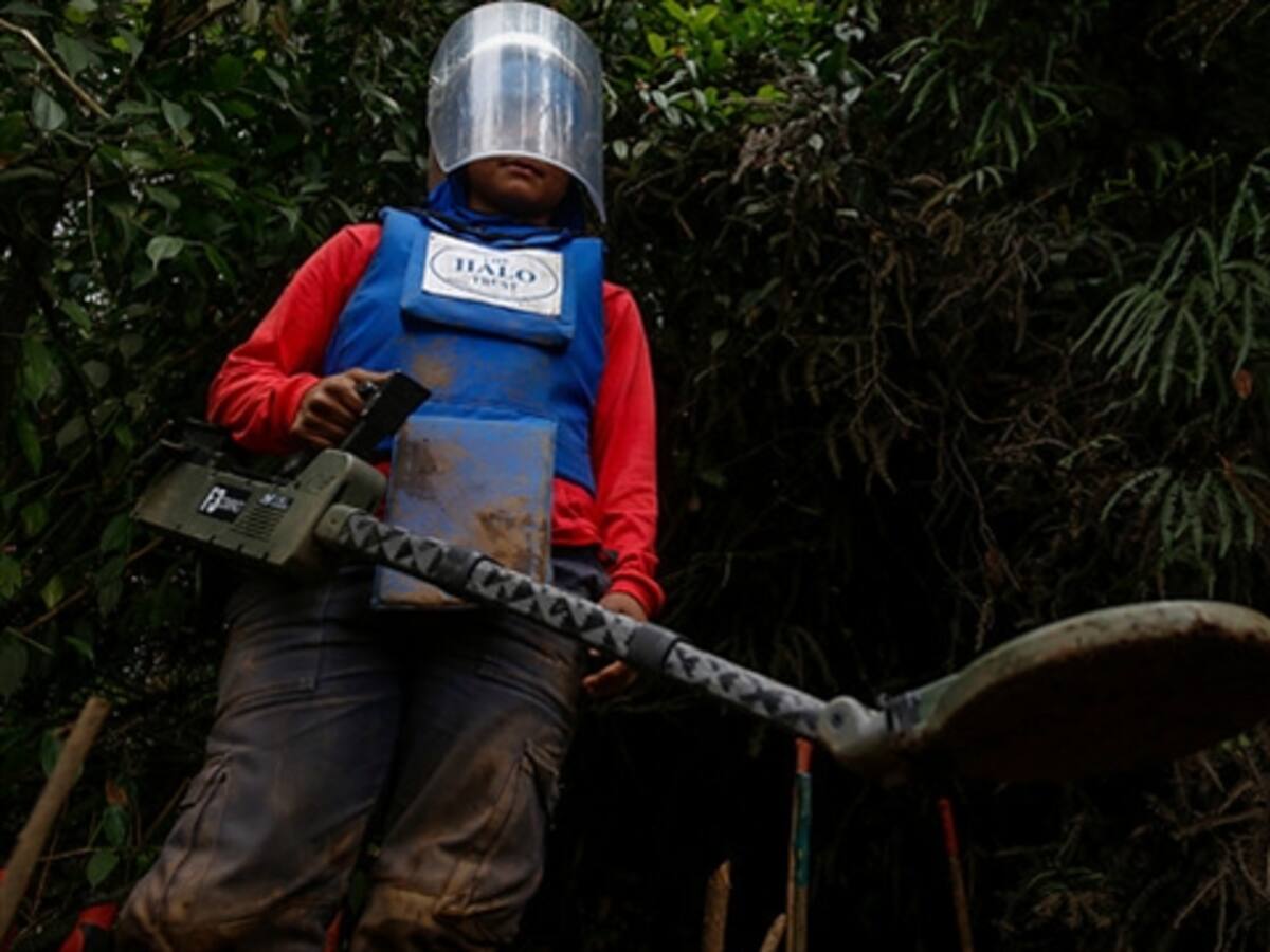 ELN admite que no tiene la ubicación de sus campos minados