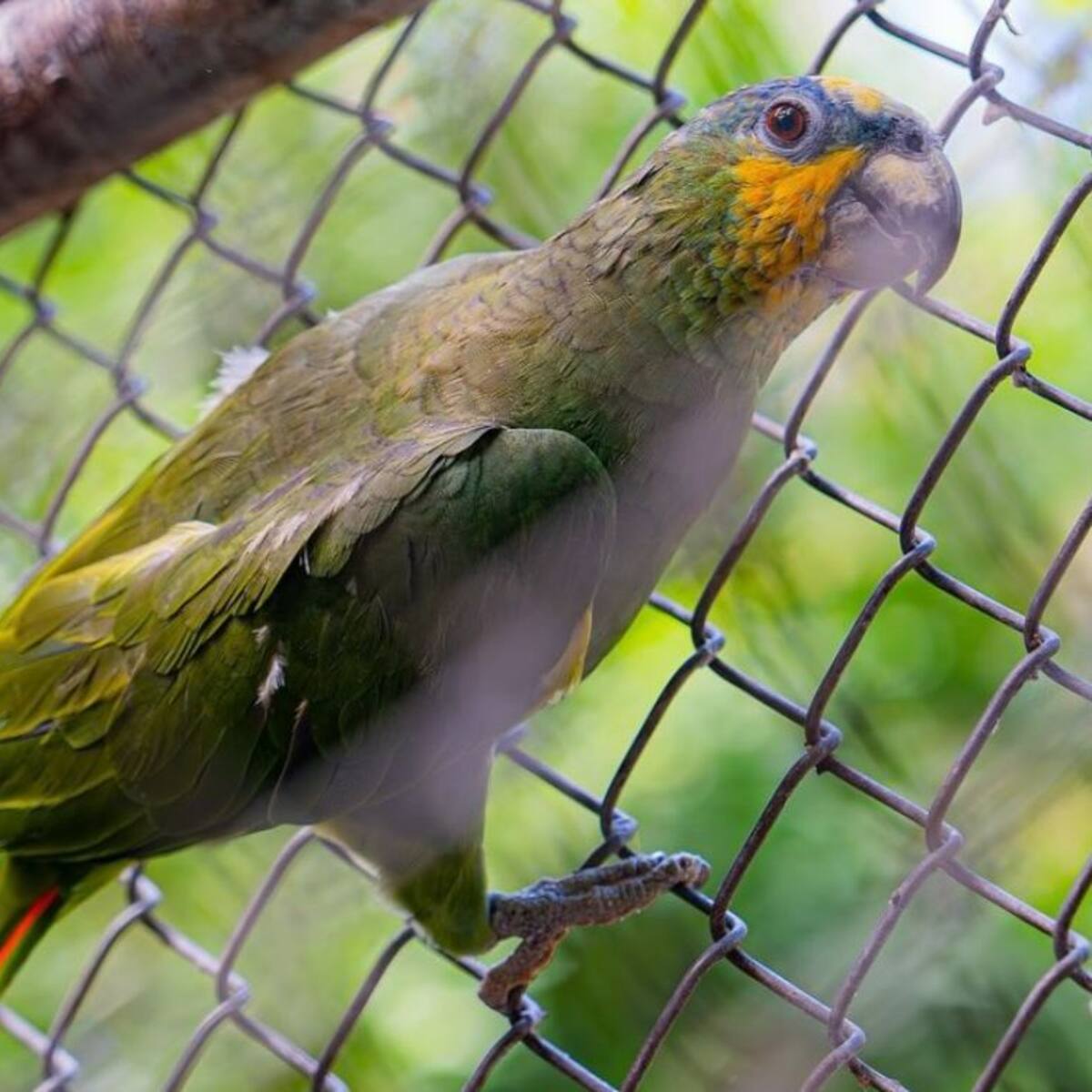 25 animales silvestres inician su rehabilitación en Bolívar