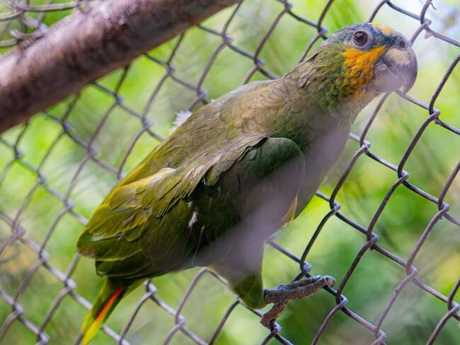 25 animales silvestres inician su rehabilitación en Bolívar