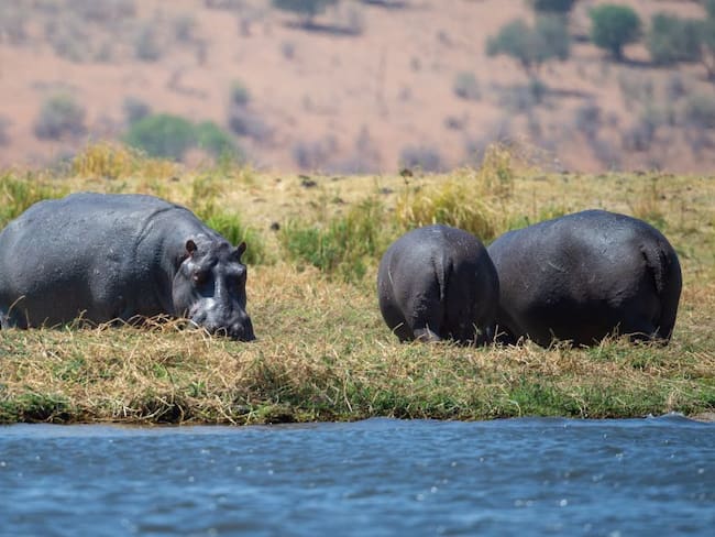 Alerta por sobrepoblación de hipopótamos en el país