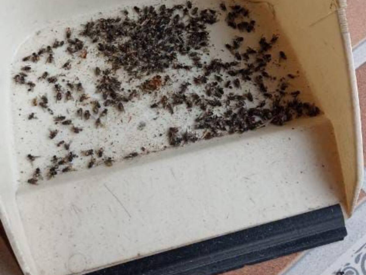 Harán marcha en la Mesa de los Santos por proliferación de moscas