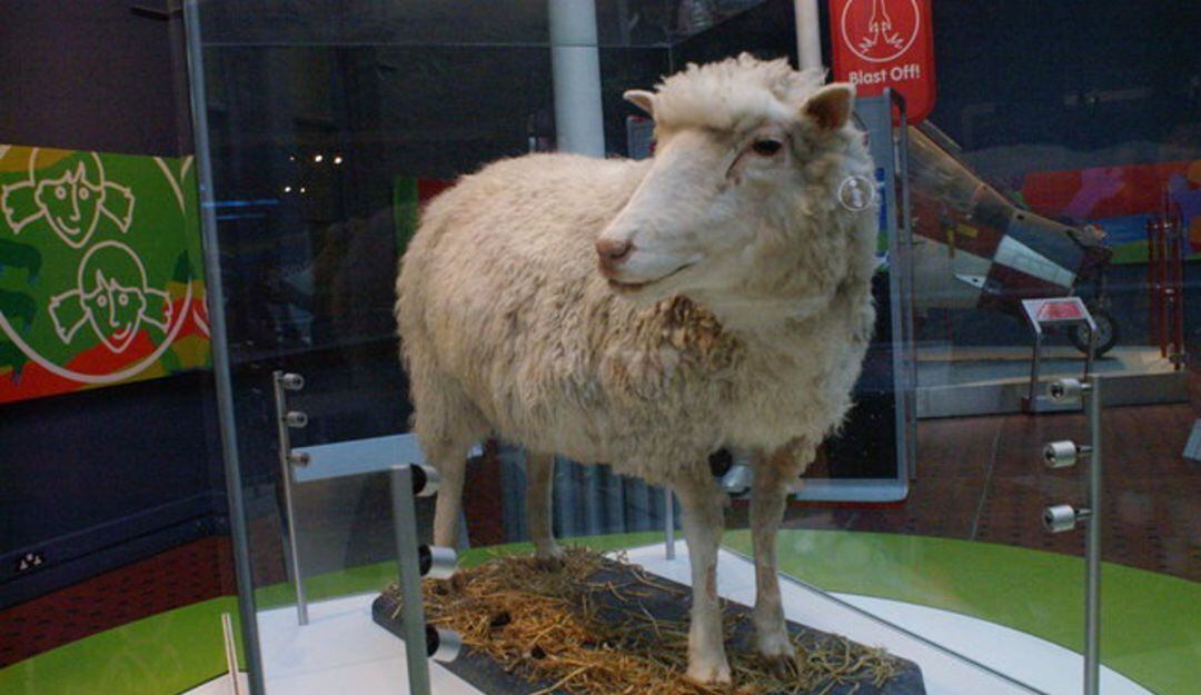 Oveja Dolly