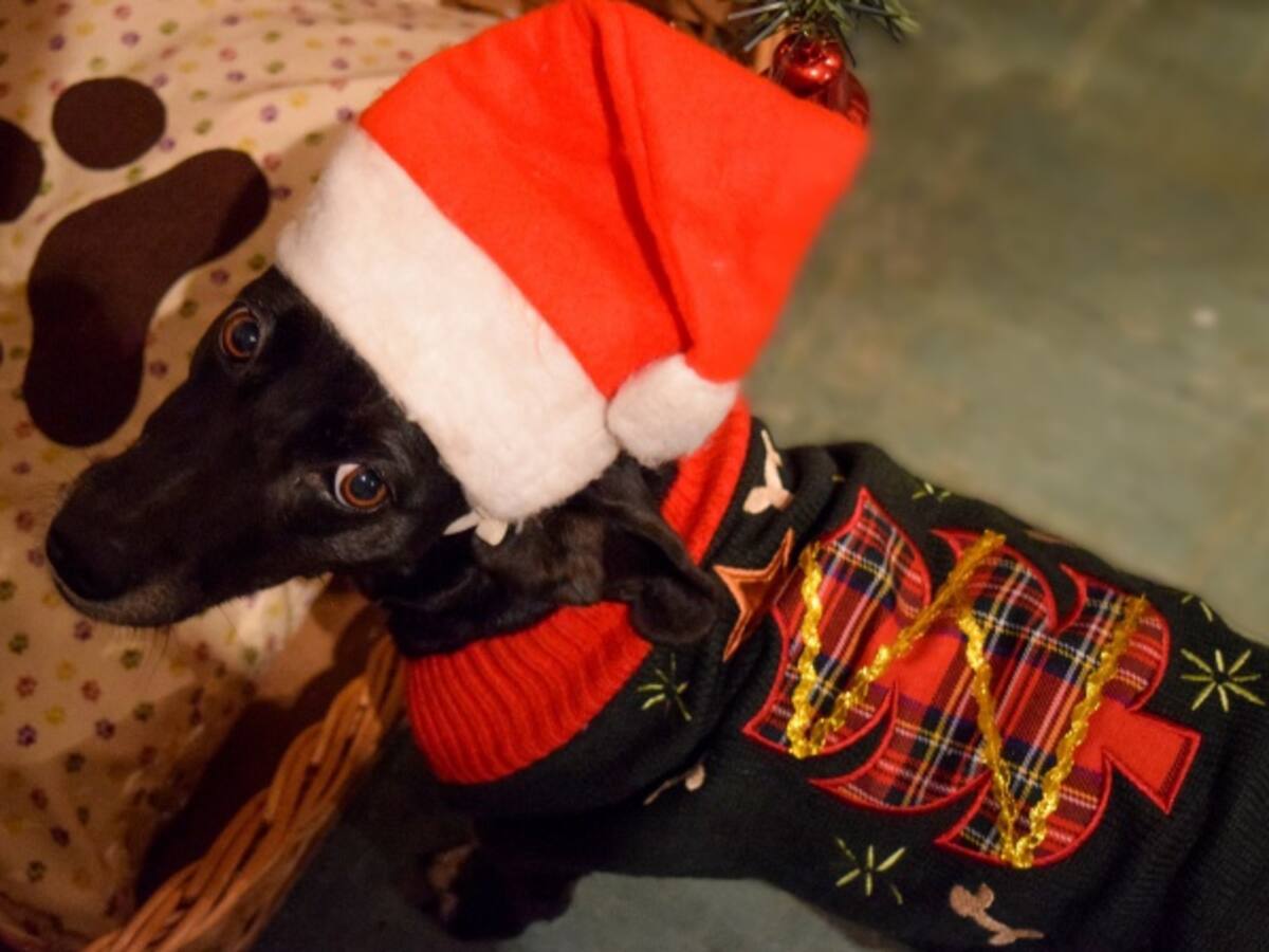 “Felices fiestas mascotas”, la estrategia musical que piensa en los amigos peludos