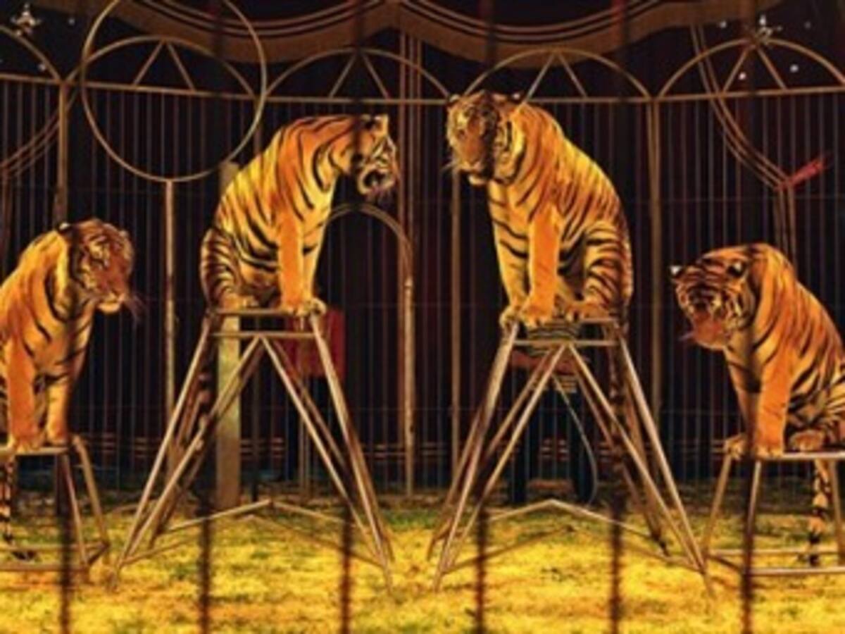 Circos en Colombia siguen abusando de animales