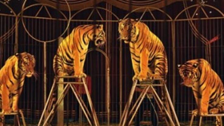 Circos en Colombia siguen abusando de animales
