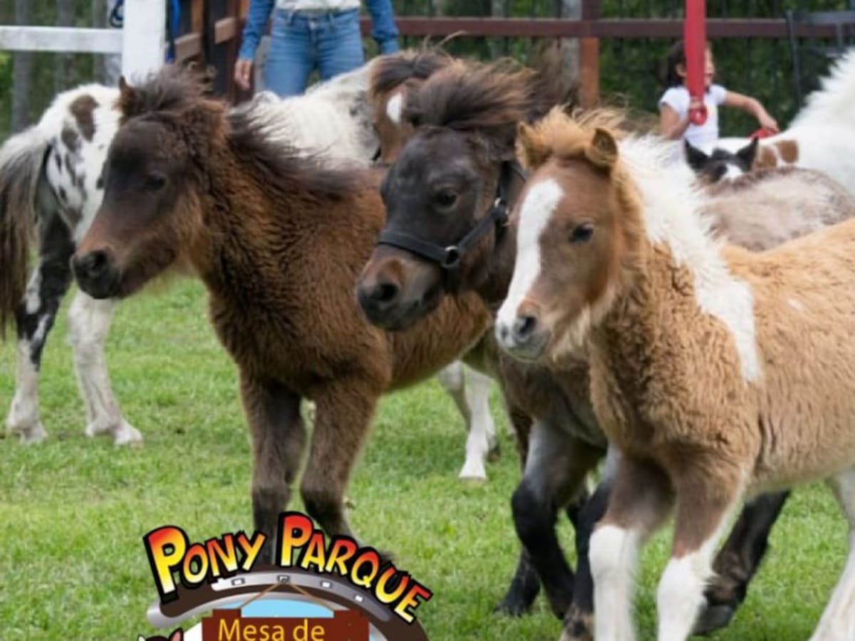 Crece la venta de ponis en Colombia