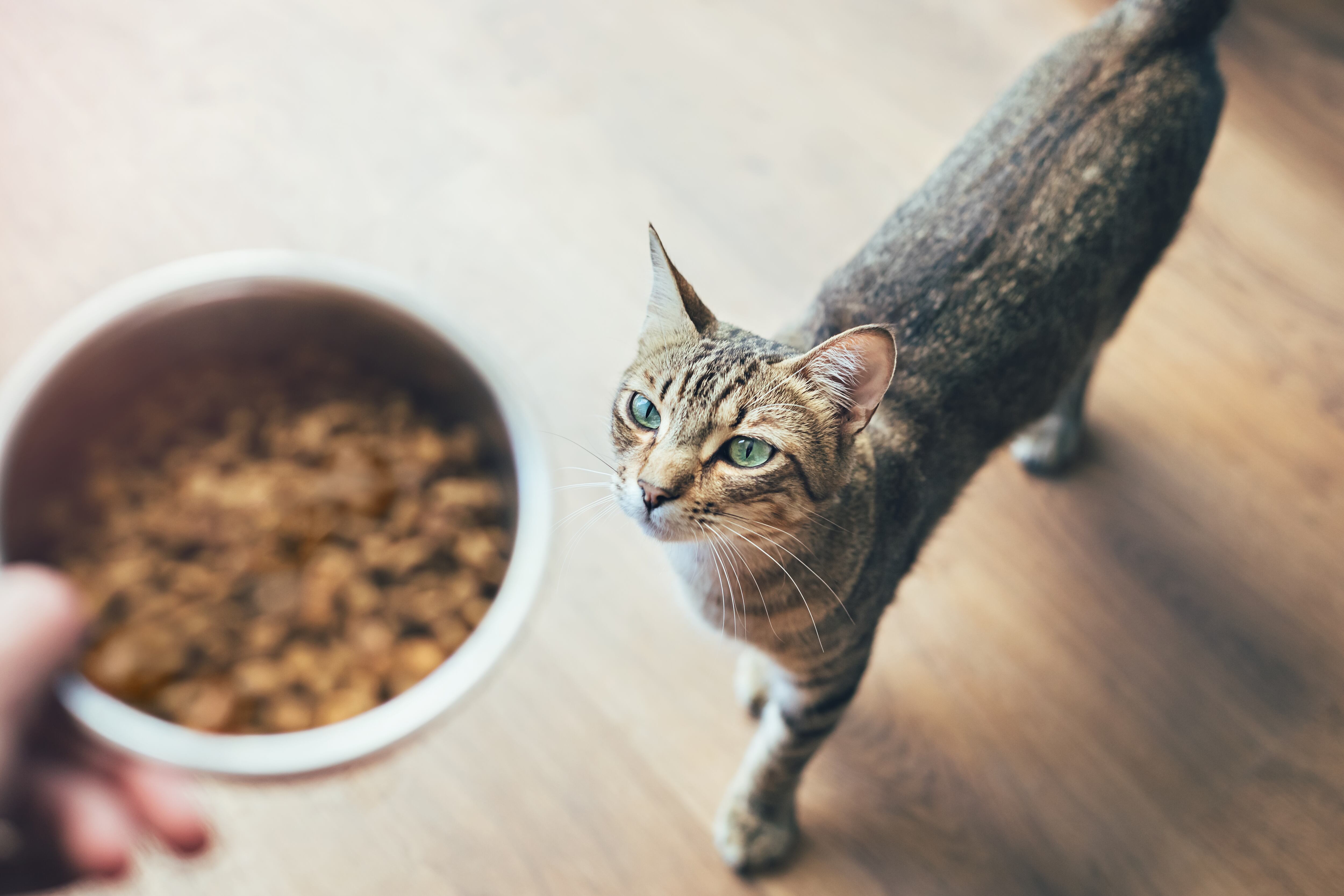 Gato esperando a recibir comida de su dueño (Getty Images)
