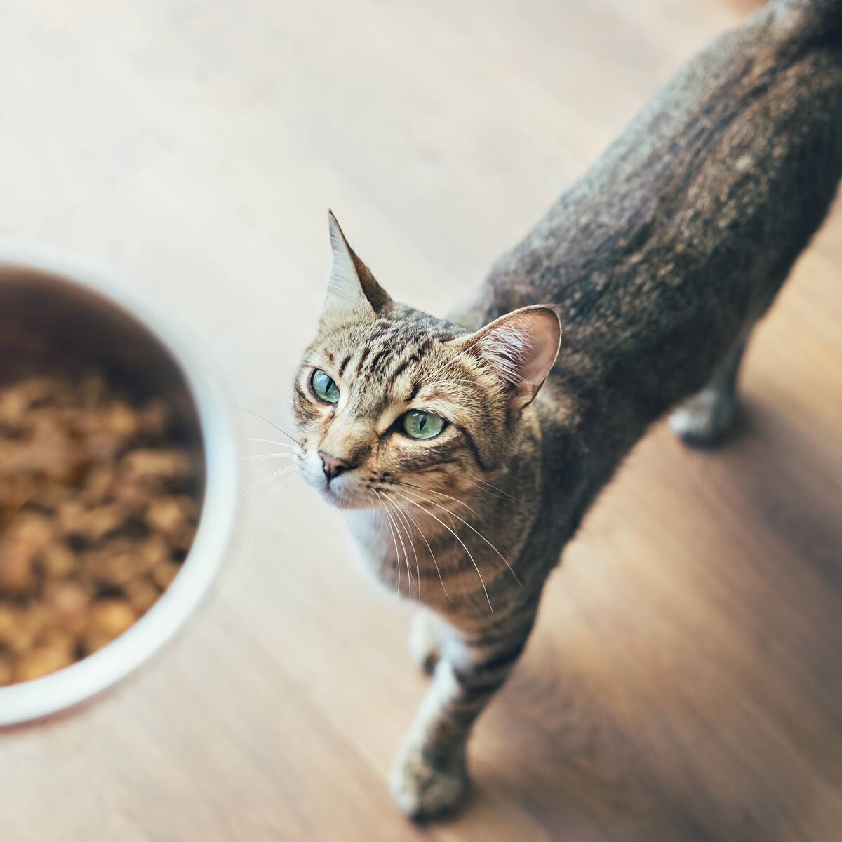 Gatos: Este es el error más común que se comete con su alimentación, según veterinario