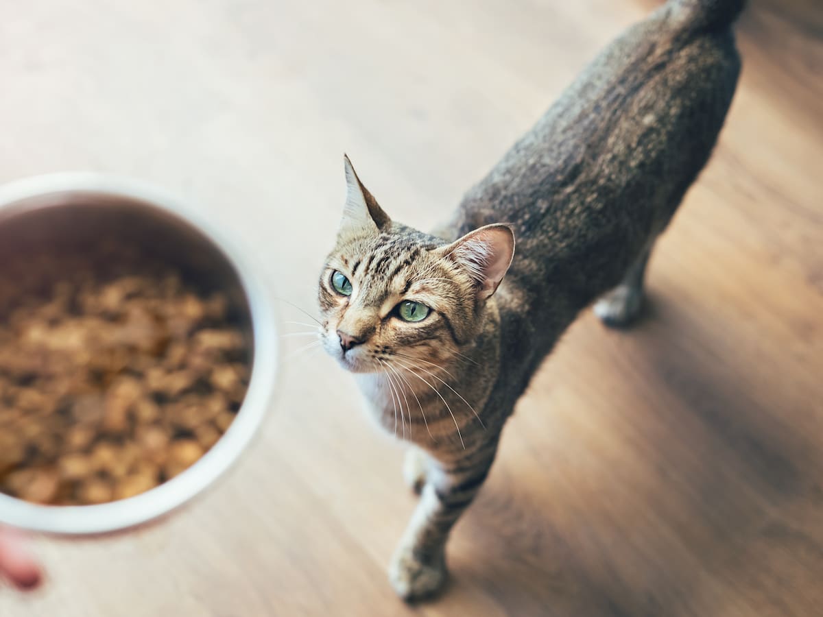 Gatos: Este es el error más común que se comete con su alimentación, según veterinario