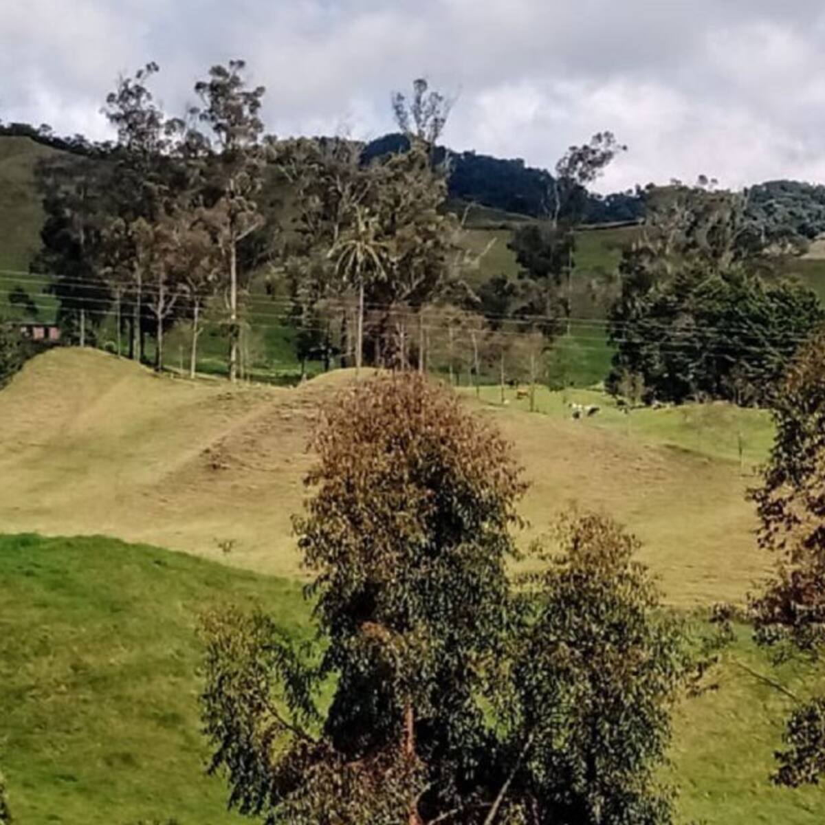 RAP Eje Cafetero sembrará 4 millones de árboles