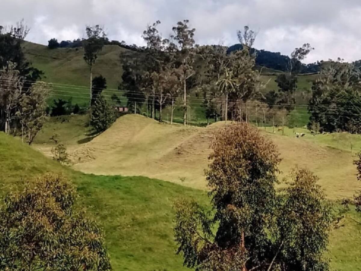 RAP Eje Cafetero sembrará 4 millones de árboles