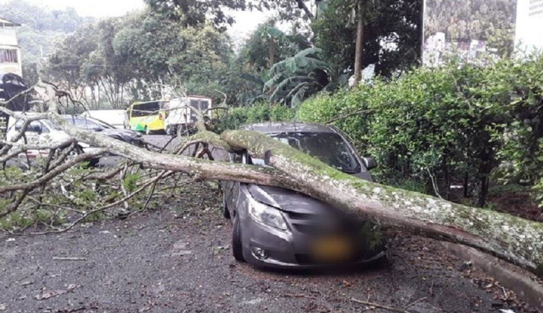 Árbol cae sobre un carro