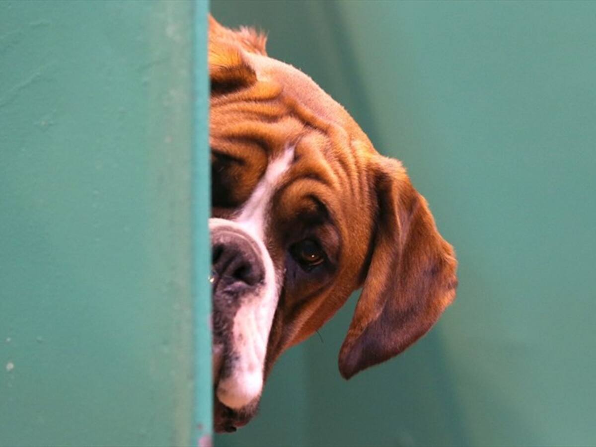 Comisario de familia explica el porqué ordenó custodia compartida de un perro