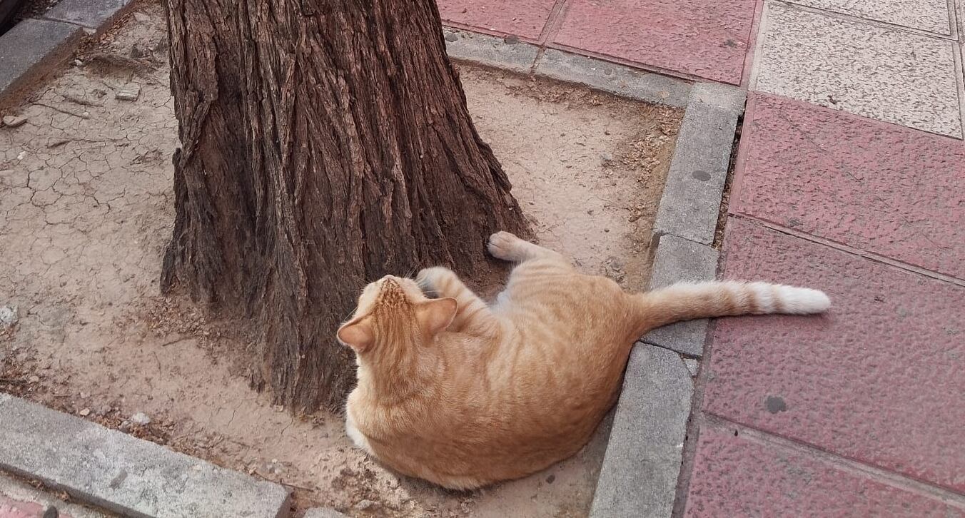 Nelson el gato - @Bamf_