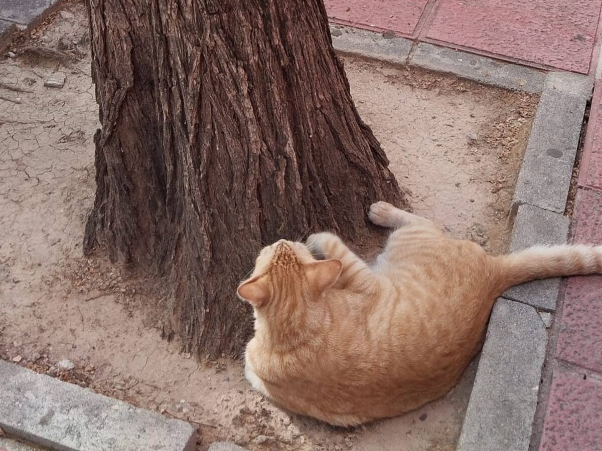 Gato fue fotografiado mientras miraba su propio cartel de ‘se busca’ y se hizo viral