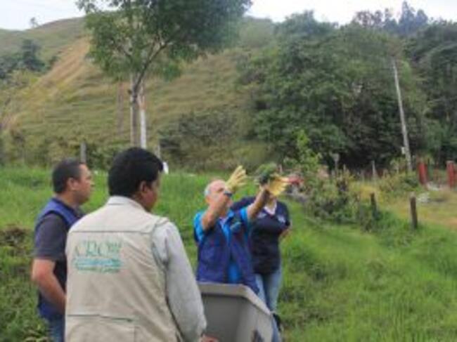 18 búhos y loras fueron liberados en el municipio de Salento