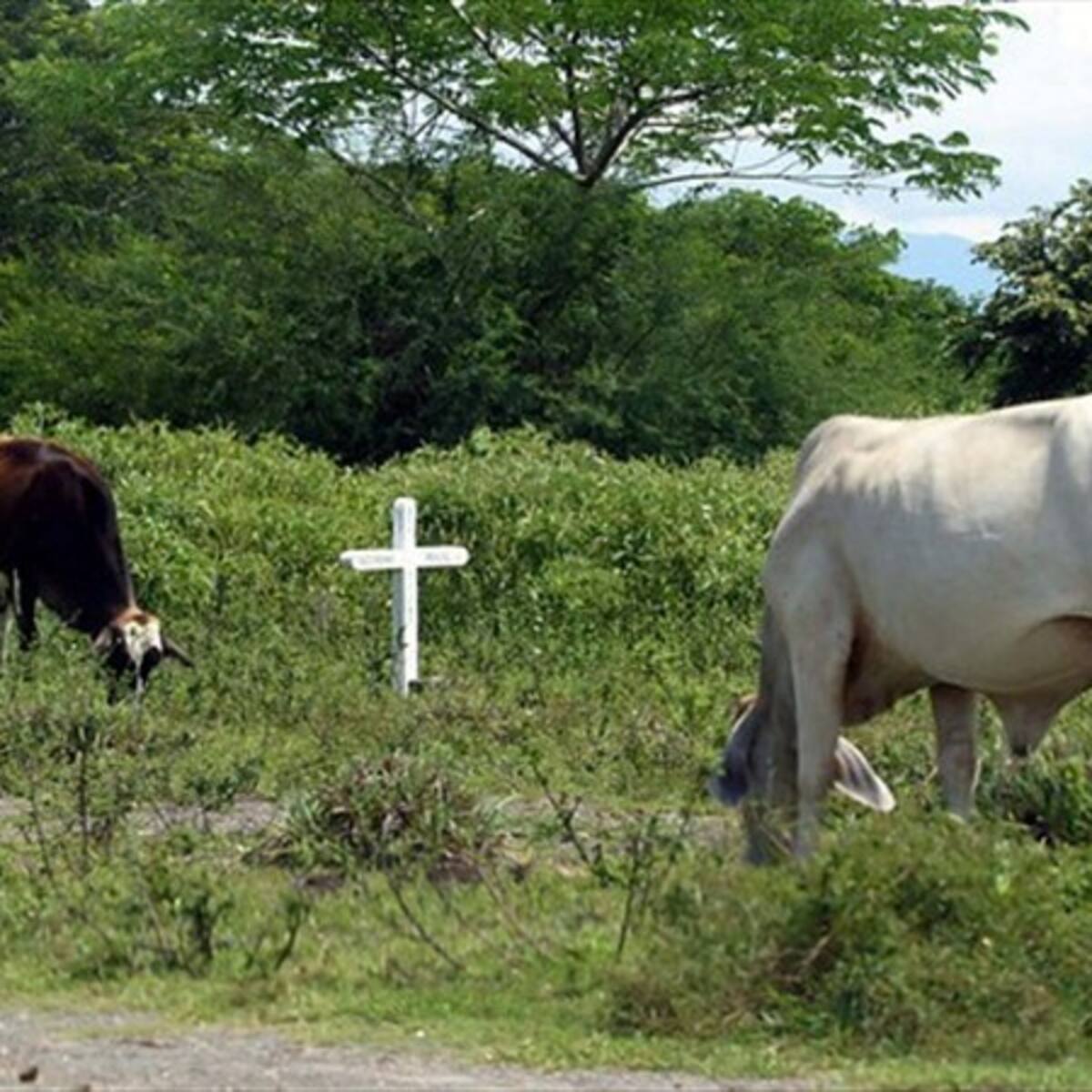 Aftosa y contrabando están acabando ganadería araucana