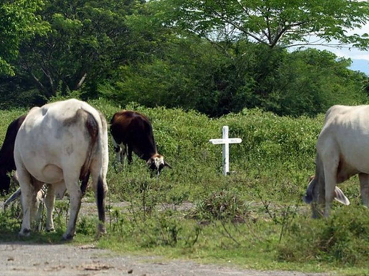 Aftosa y contrabando están acabando ganadería araucana