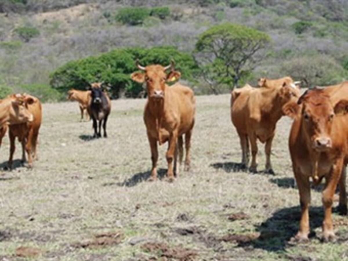 Ordenan sacrificio de ganado de contrabando proveniente de Venezuela