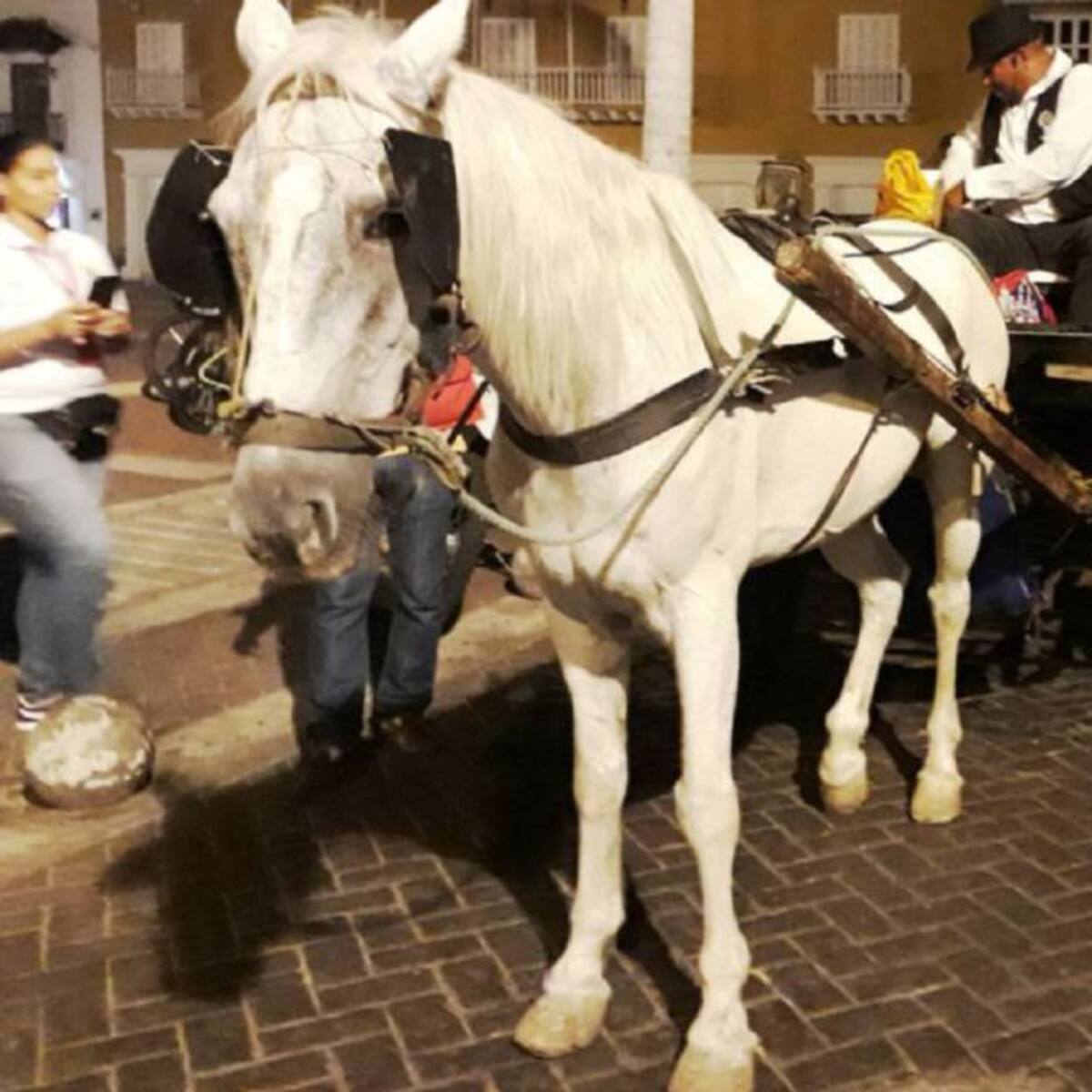 Dos caballos fueron aprehendidos por la Policía Ambiental en coordinación con la UMATA