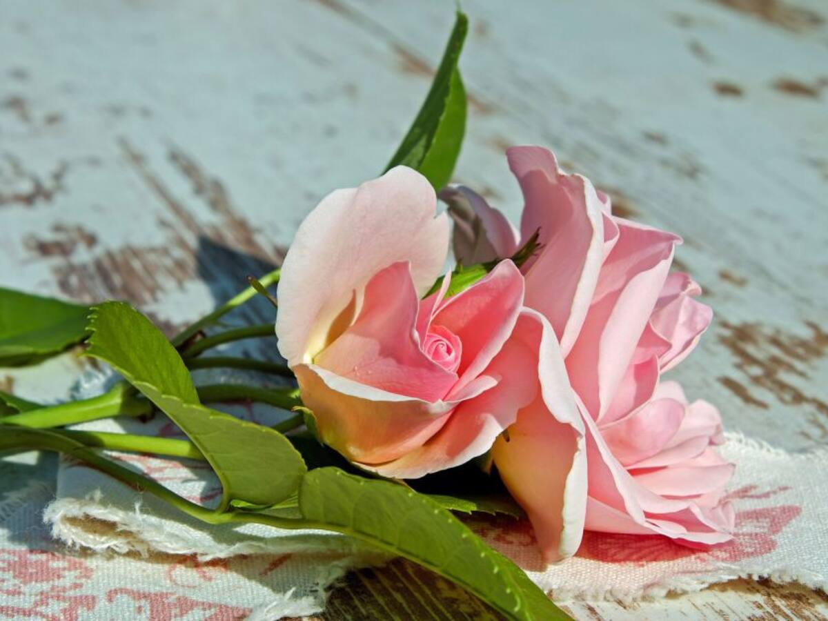 'Legado de amor', un viaje de descubrimiento con Elsa Lucía Arango