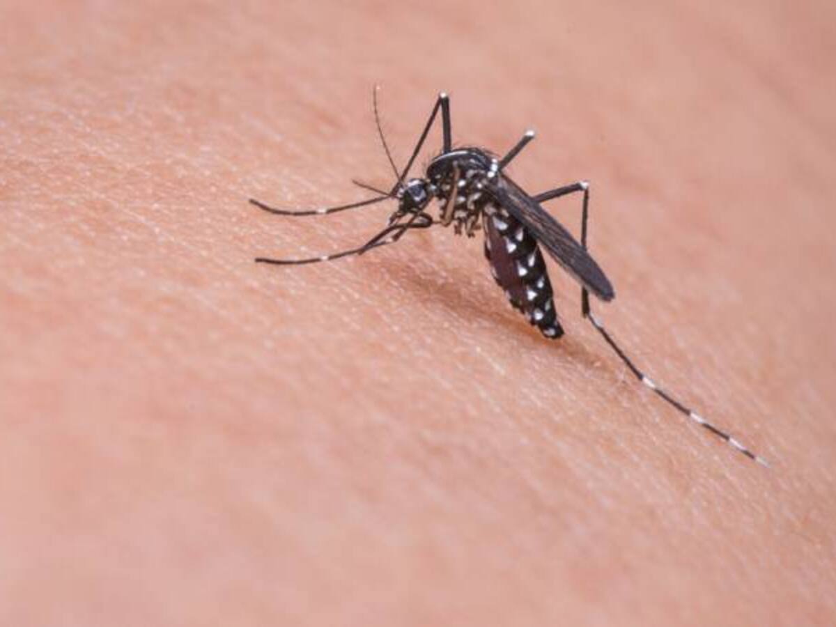 ¿Qué se puede hacer para frenar el Zika?