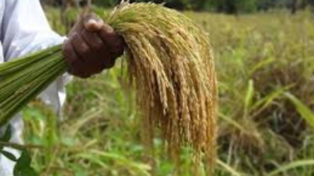 Crisis arrocera en el Huila molinos restringen compras y productores enfrentan millonarias pérdidas