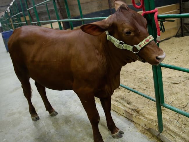 En el Huila apuestan a mejor producción de leche y carne